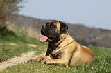 BULLMASTIFF 444